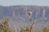 Southern Pale Chanting Goshawk