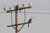 Southern Yellow-billed Hornbill