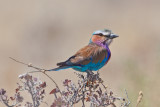 Lilac-Breasted Roller