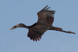 African Openbilled Stork