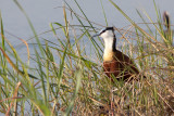 Lesser Jacana