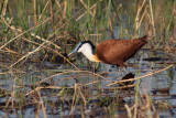 Lesser Jacana