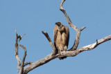 White-backed Vulture