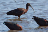 Glossy Ibis