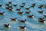 Synchronized Swimming