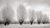 Frostbit trees