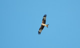rode wouw - red kite