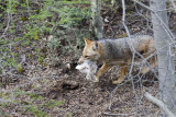 Gray Fox with hare