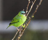 Blue Dacnis female