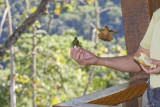 Hand-feeding Brazilian Ruby hummingbirds