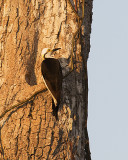 White Woodpecker