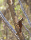 Red-billed Scythbill