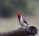 Red-crested Cardinal