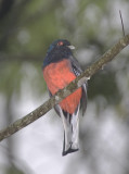 Sucurua Trogan - Red-bellied race