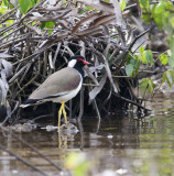 Red-wattled Lapwing