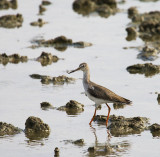 Common Redshank