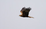 Western Marsh Harrier