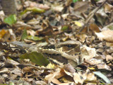 Large-tailed Nightjar