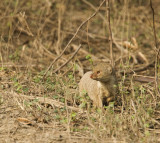 Small Indian Mongoose