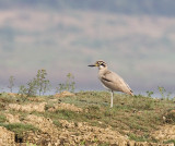 Great Thick-knee