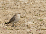 Small Pratincole