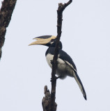 Malabar Hornbill