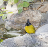 Black-crested Bulbul