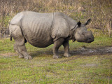 Indian One-horned Rhinocerous