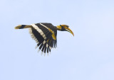 Great Hornbill