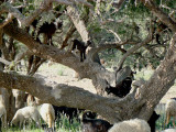 Goats eating in argan tree