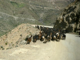 Goats on mountain road