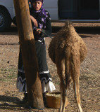 Berber woman and baby camel