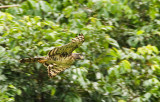 Congo Serpent Eagle