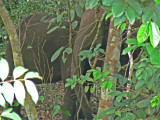 Forest Elephants about 50 feet away