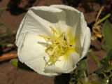 Dune Evening Primrose