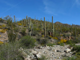 Saguaro National Park