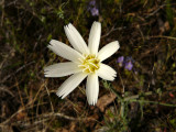 Desert Chicory