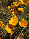 Mexican Poppy