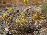 Golden Yellowcups