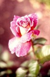 A antique rose copy.jpg