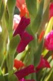 Flowers & Wildlife