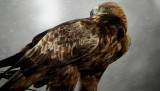 Golden Eagle