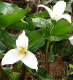 Trillium