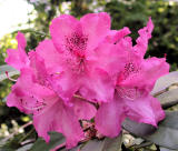 Rhododendron