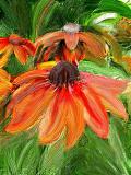 Flower ALa Van Gogh