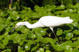 Great White Egret On Hunt, Tortuguero Wetlands