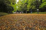 Leaf Carpet