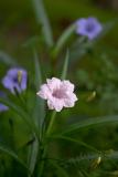 CRW_0082.jpg