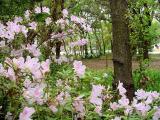 Pink-Azaleas-@-Church.jpg
