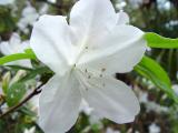 White-Azalea.jpg